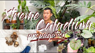 Caladiums Extreme Propagation From Dormant Bulbs  WITH CURIOUS UPDATES [upl. by Coralie]