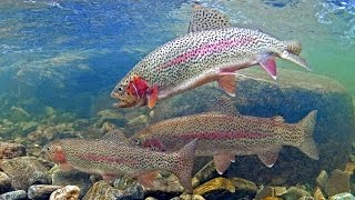 How to catch trout in stocked lakes amp ponds [upl. by Weinert333]