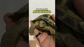 Makanan Kurakura Darat Forsteni Tortoise Asli Indonesia [upl. by Opaline183]