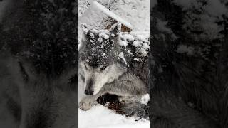 How well insulated our Wolves wolfconservation [upl. by Kurtzman]