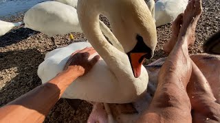 🩵The friendliest wild mute swan 🦢 [upl. by Elletnahs638]