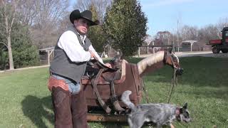 The Correct Stirrup Length  Steve Lantvit with Equicizer [upl. by Selina]