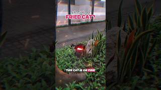 cat on fire 😅😂 funny cute animals philippines manila couplepreneurs [upl. by Chrysler535]