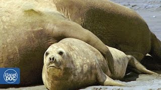 Elephant Seals Mating Patagonia [upl. by Nylle]