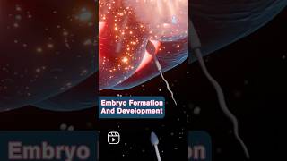 Embryo formation and devlopment embryodevelopment formation motherwomb pragnancy youtubeshorts [upl. by Yadnil]