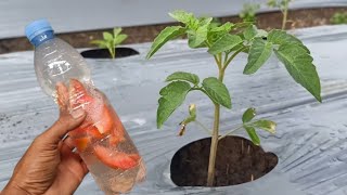 New Best Organic Liquid Fertilizer For All Types Of Plants  Free Homemade Fertilizer [upl. by Owades]