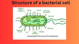 Structure of a bacterial cell [upl. by Abner387]