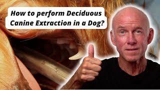 How to perform a Deciduous Canine Extraction in a dog [upl. by Hylton]