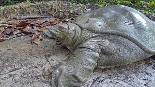 The discovery of a soft Turtle of the Nile Trionyx tri unguis in the Gabonese forest [upl. by Aipotu514]