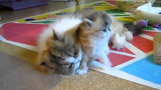 Cute Persian Kitten Power Wash Jitterbug  101211 [upl. by Roye]