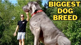 Top 10 Biggest Dog Breeds in the World [upl. by Nager]