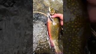 17 inch Brookie new PB youtubeshorts catchandrelease [upl. by Kellen501]