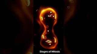 Stages of Mitosis biology science [upl. by Eilliw]