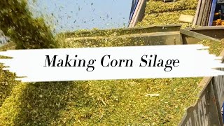 Corn Silage  Maize Silage  Pashuon ka Achar  Making Process [upl. by Eisinger]