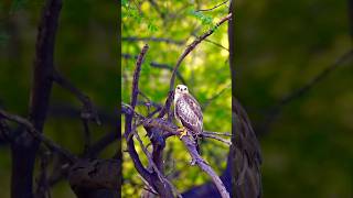 Juvenile whiteeyed buzzard birds wildbirdphotography wildlife [upl. by Willmert]