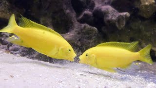 African Cichlid Fight  Aggressive Malawi Mbuna Face Off [upl. by Igig]