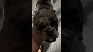 First night Home dog englishbulldogpuppy puppylife puppyvideos doglover [upl. by Adnhoj]