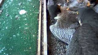 Peregrine falcon nest fight at UB [upl. by Nahc]