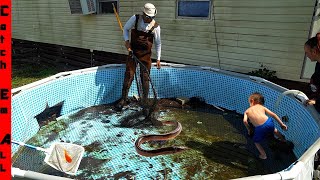 DRAINING POOL FILLED with EXOTIC FISH [upl. by Euv]