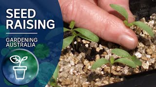 Seed Raising  Growing Fruit and Vegies  Gardening Australia [upl. by Kraul]