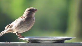 Sony A6000 Captures Mind Blowing Cinematic Videos of Sparrows [upl. by Zahavi556]