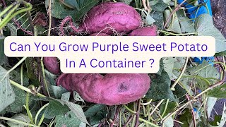 Can You Grow Purple Sweet Potato in Containers [upl. by Niwdla]