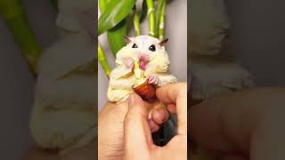 Little hamster decompresses and eats [upl. by Nylsoj]