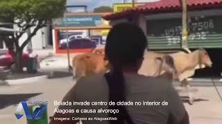 Boiada invade centro de cidade no interior de Alagoas e causa alvoroço [upl. by Asyla]