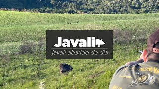 Caçada de javali  javali abatido de dia [upl. by Nwahsyt]