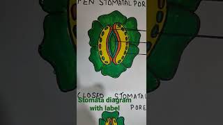 stomata diagram with label open and close to stomatal pore [upl. by Dore]