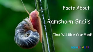 Facts About Ramshorn Snails That Will Blow Your Mind [upl. by Hulbard861]