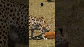 Cheetah’s Triumph Dragging a Gazelle in Amboseli safarisightings wildlifesafaris [upl. by Fahy158]