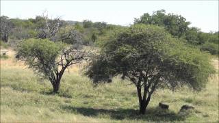 Hunting Warthog in Namibia [upl. by Mozelle]