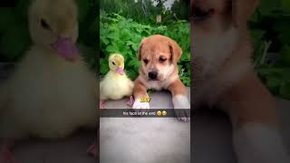 The Most UNEXPECTED Friendship Between Dog and Duckling [upl. by Hgielra]