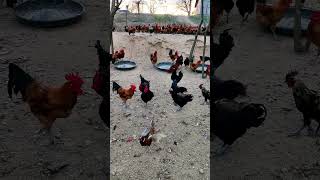 The result is gone 😂 Free range chicken farming Colorful pheasant [upl. by Lerej757]