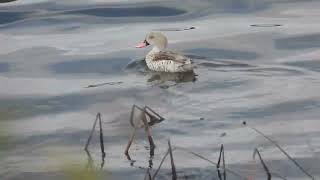 Anas capensis  Cerceta del Cabo  Cape Teal [upl. by Garaway393]