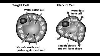 TurgidityandFlaccidityBiology ICSE10thBiology PlantPhysiology [upl. by Angell]