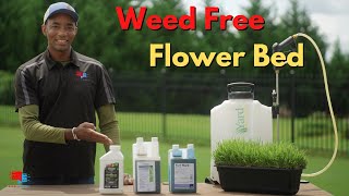 Get a WEED FREE Flower and Mulch Bed with this POTENT Combo [upl. by Anum]