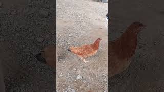 Chicken reels shortvideo chicken highlights follow [upl. by Yates]