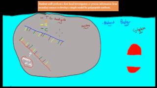 4 Model of polypeptide synthesis HSC biology [upl. by Imekawulo777]