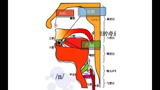 45 英语音标 舌位结构图 零基础英语学习 秒懂英语 发音部位图 Origans of Speech [upl. by Korff659]