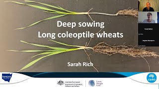 Long Coleoptile Wheat Webinar 25 08 2023 [upl. by Batruk884]