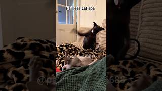 Catstyle massagecats funnypets funny pets funncats [upl. by Ennywg679]