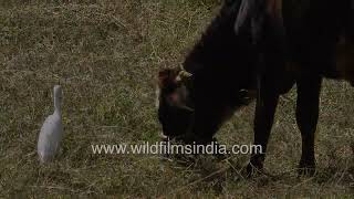 Commensalism Egret follows grazing cow hoping to snap up dostrubrs crickets and other insects [upl. by Nileve]