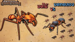 มดทาส vs มดตัดใบไม้  Empire of the undergrowth ไทย [upl. by Ytirahs699]