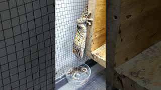 Tokay Gecko Eats Superworms phucsanimalhouse gecko tuko [upl. by Campball800]