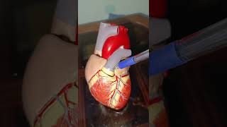 Heart Spotting  Borders Surfaces Arteries amp Veins  osce viva anatomy [upl. by Nnaasil]