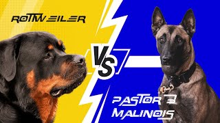 ROTTWEILER VS PASTOR BELGA MALINOIS 🥊🐶 ENFRENTADOS [upl. by Leirbma]