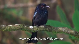 HAIRCRESTED DRONGO Borneo [upl. by Hyacinthe714]