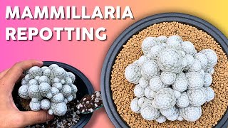 How to Repot Mammillaria humboldtii Like a Pro [upl. by Jeminah]